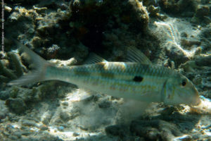 Mulloidichthys flavolineatus