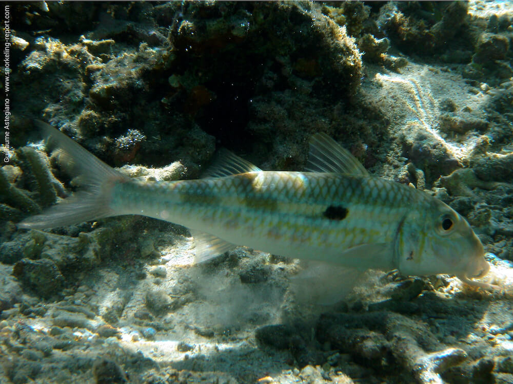 Mulloidichthys flavolineatus