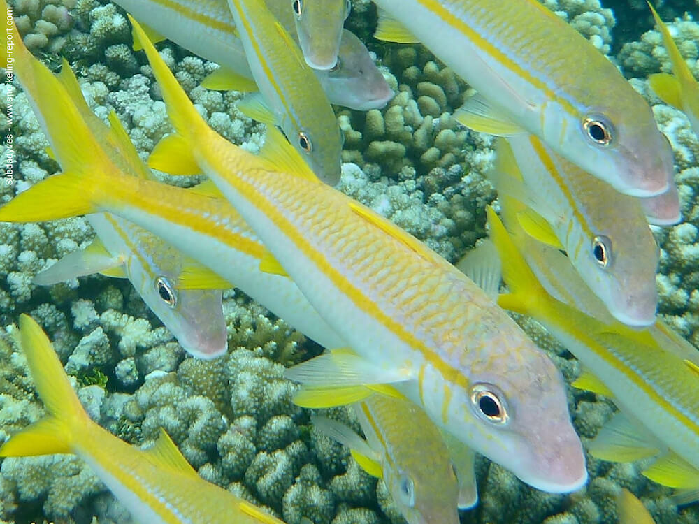 Mulloidichthys vanicolensis