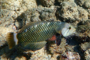 Novaculichthys taeniourus