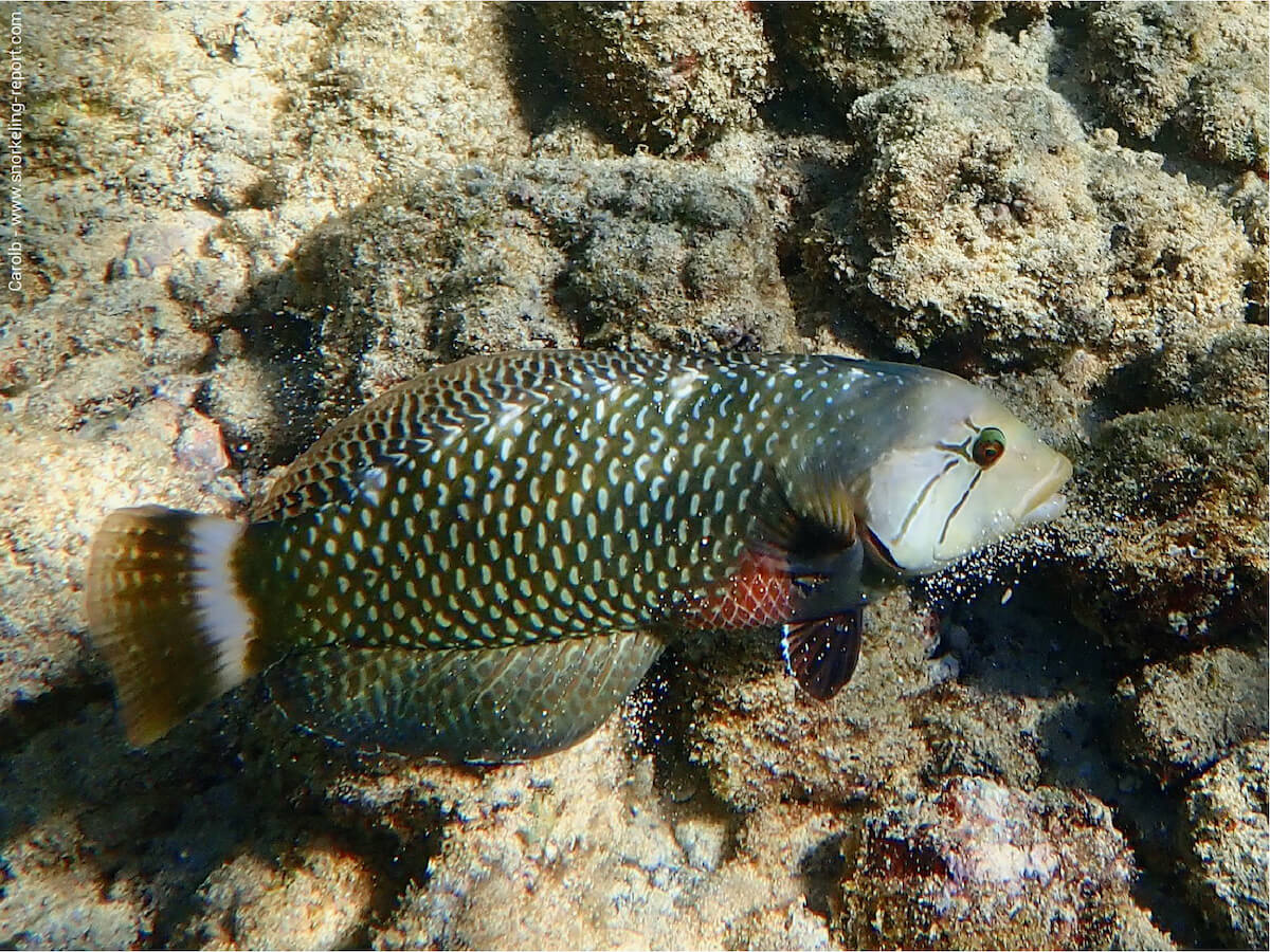 Novaculichthys taeniourus