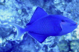 Odonus niger