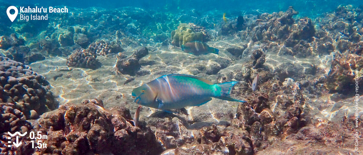 Parrotfish at Kahalu'u Bay