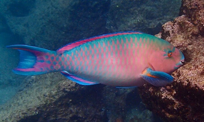 Parrotfish