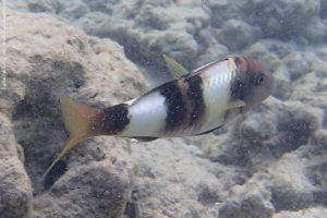 Parupeneus multifasciatus