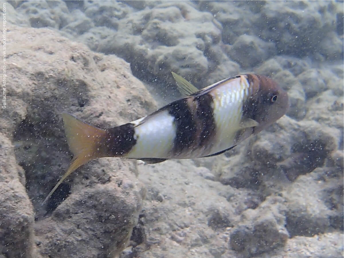 Parupeneus multifasciatus