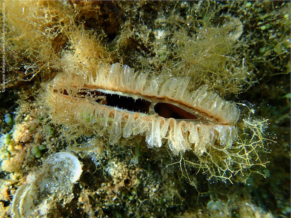 Pinna nobilis