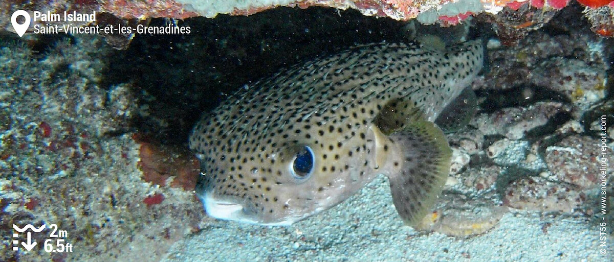 Poisson porc-épic à taches