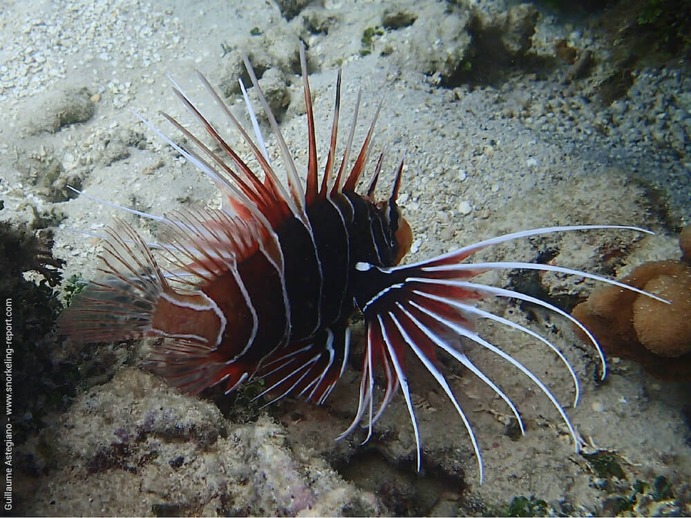 Pterois radiata