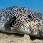 Pufferfish, porcupinefish & boxfish