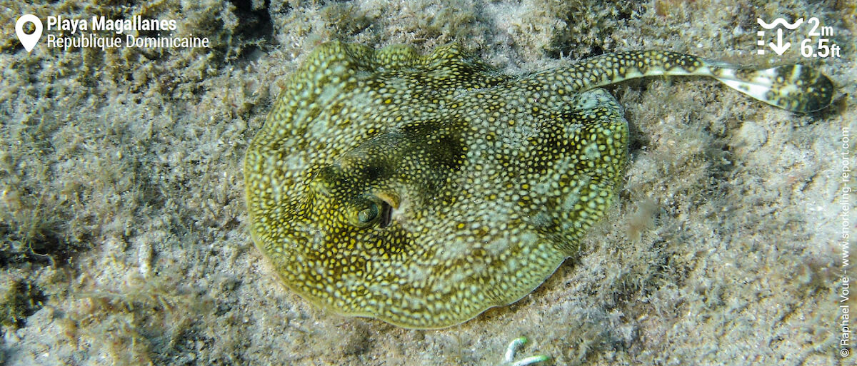 Raie pastenague jaune à Playa Magallanes