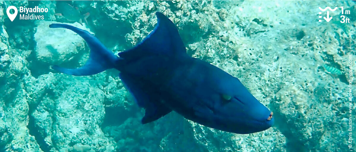 Redtoothed triggerfish at Biyadhoo