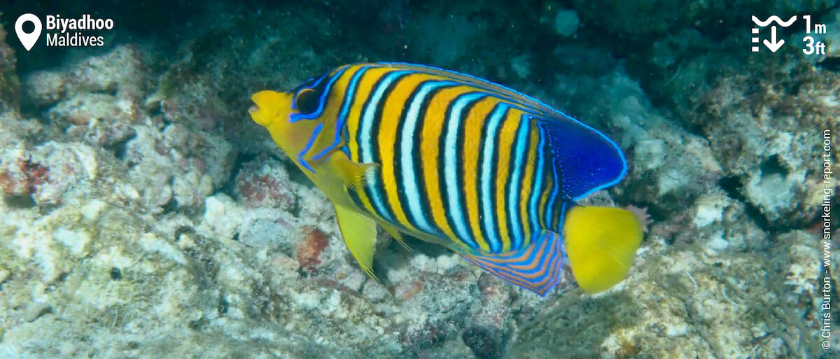 Regal angelfish