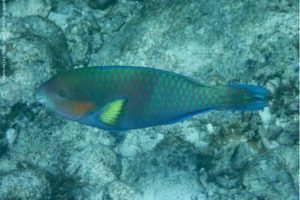 Scarus rivulatus