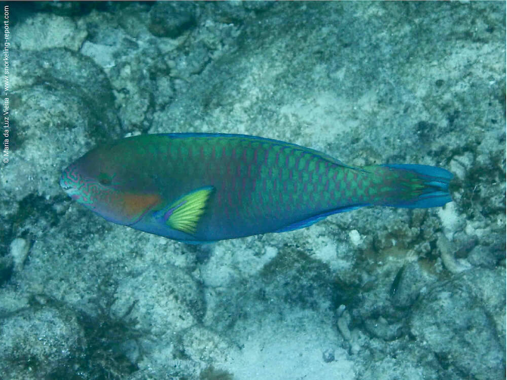 Scarus rivulatus