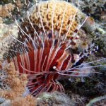 Scorpionfish