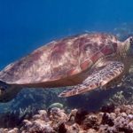 Sea turtles