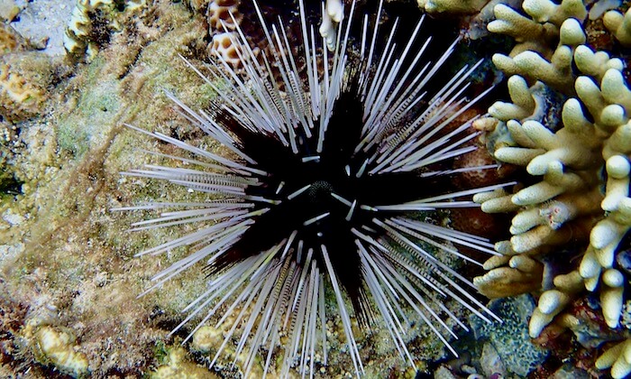 Sea urchin