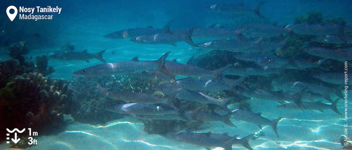 School of barracuda at Nosy Tanikely