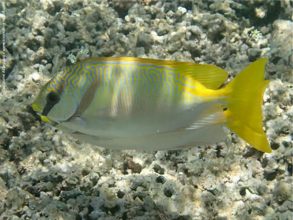 Siganus doliatus