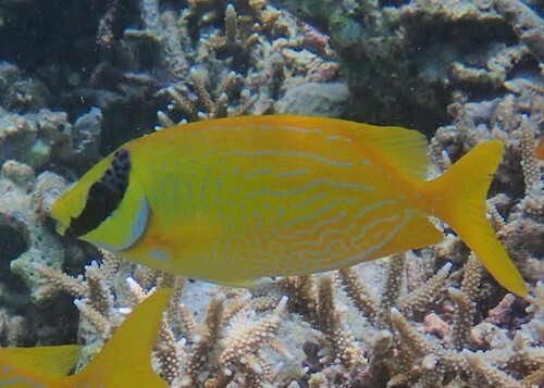 Siganus puellus