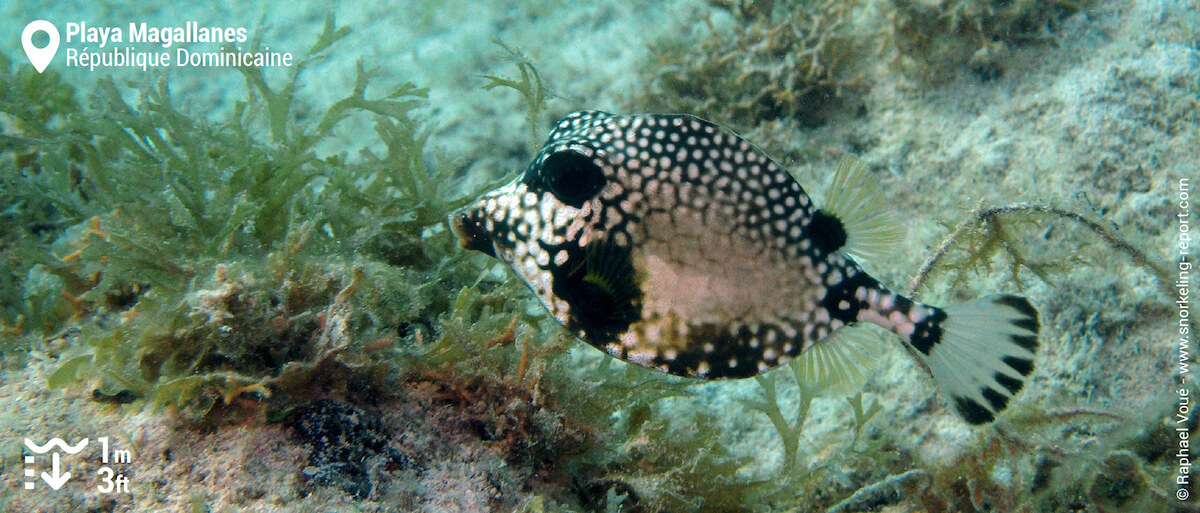 Smooth trunkfish at Playa Magallanes