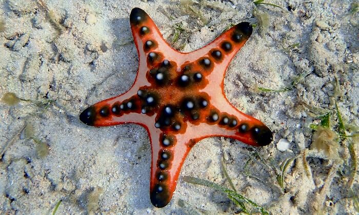 Starfish