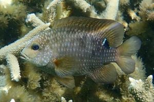 Stegastes punctatus