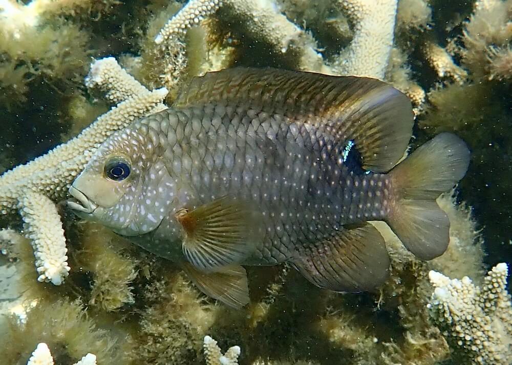 Stegastes punctatus