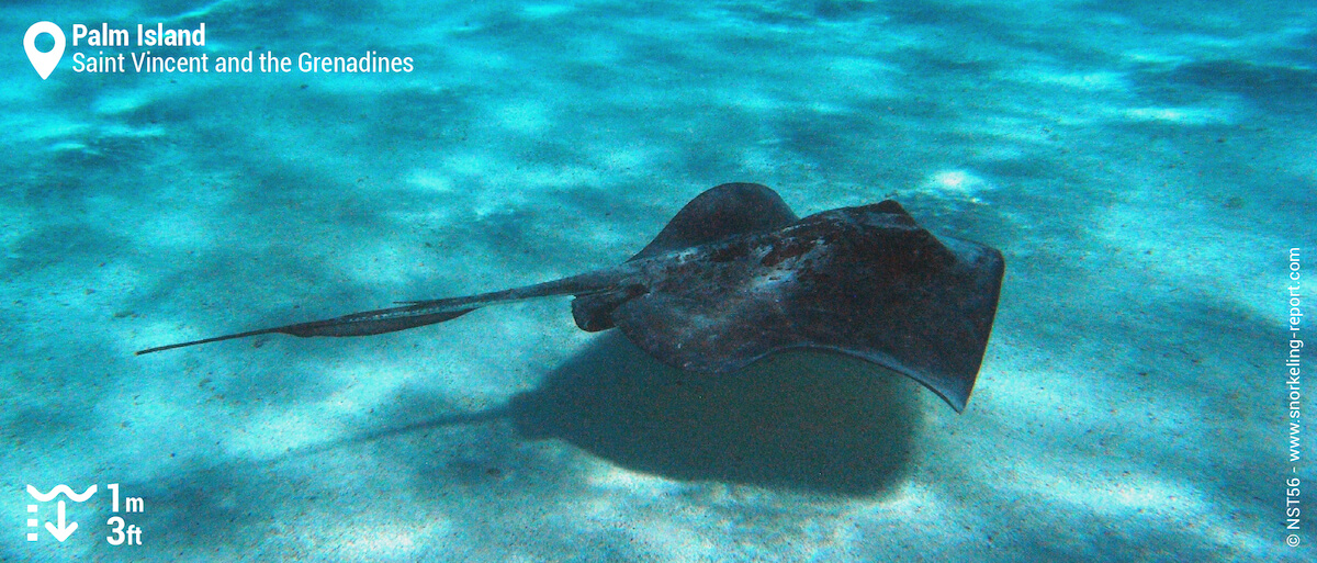 Stingray in Palm Island