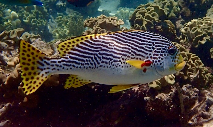 Sweetlips