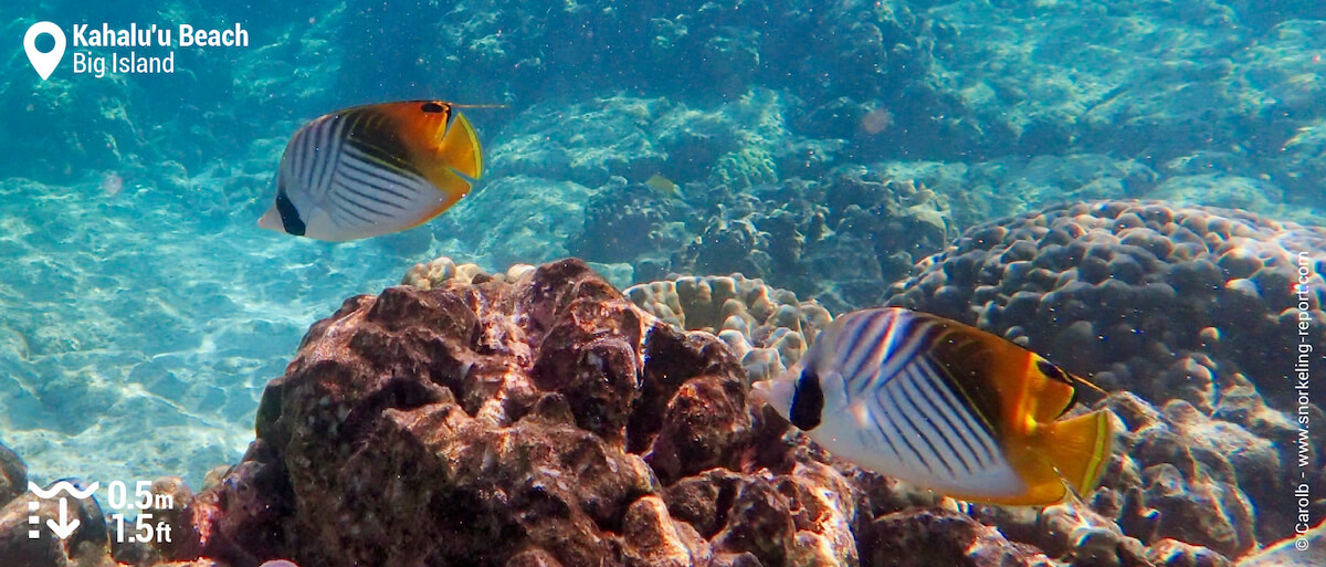 Threadfin butterflyfish at Kahalu'u Bay