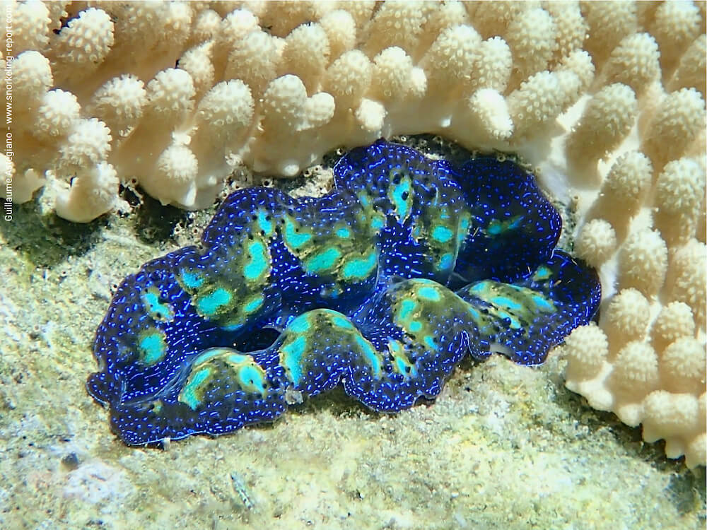 Tridacna crocea