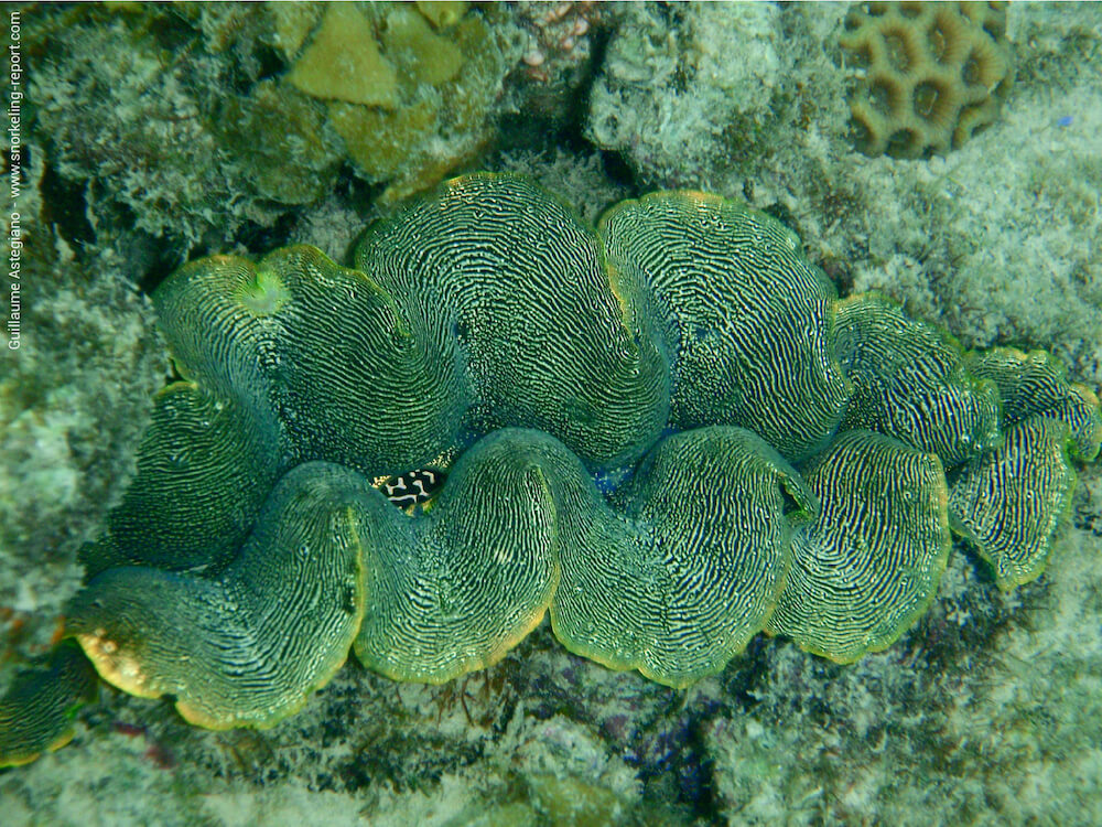 Tridacna derasa