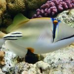 Triggerfish & filefish