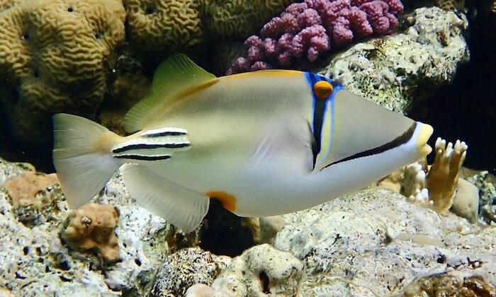 Triggerfish