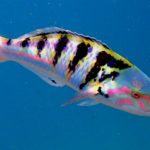 Wrasse