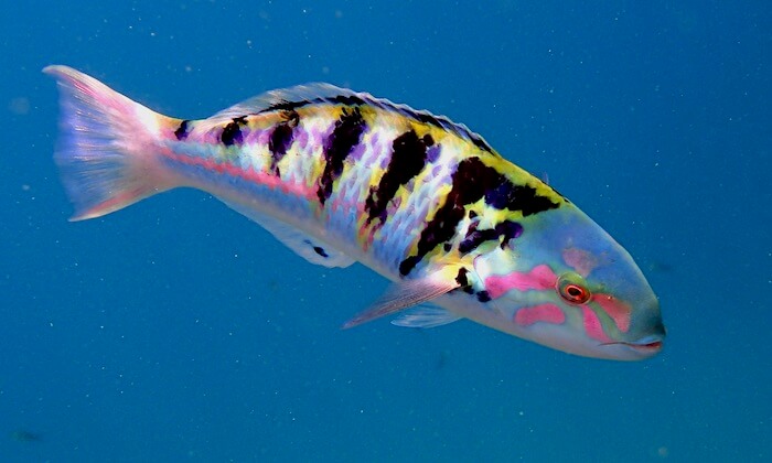 Wrasse