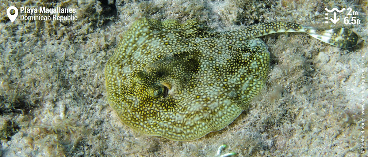 Yellow stingray at Playa Magallanes