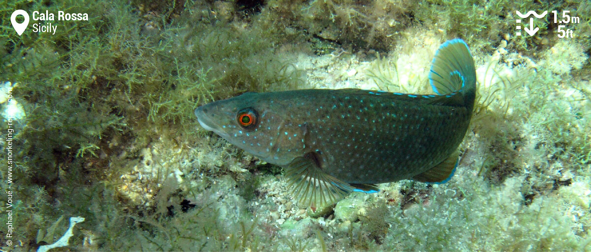 Brown wrasse at Cala Rossa