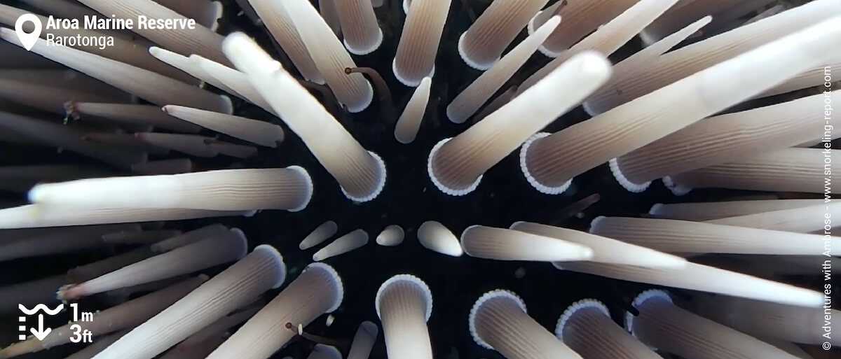 Burrowing sea urchin at Aroa Beach