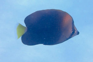 Chaetodon trichrous