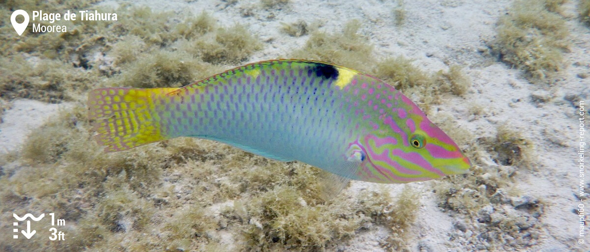 Checkerboard wrasse at Tiahura Beach