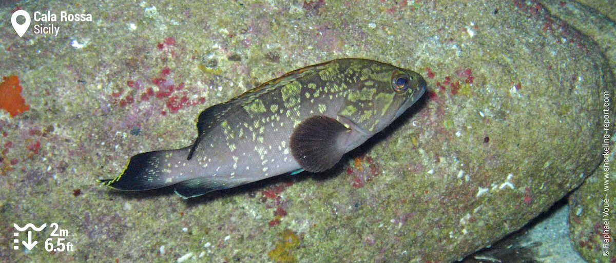 Dusky grouper snorkeling in Cala Rossa