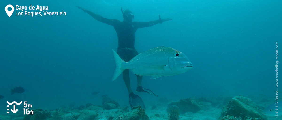 Freediver and porgy at Cayo de Agua