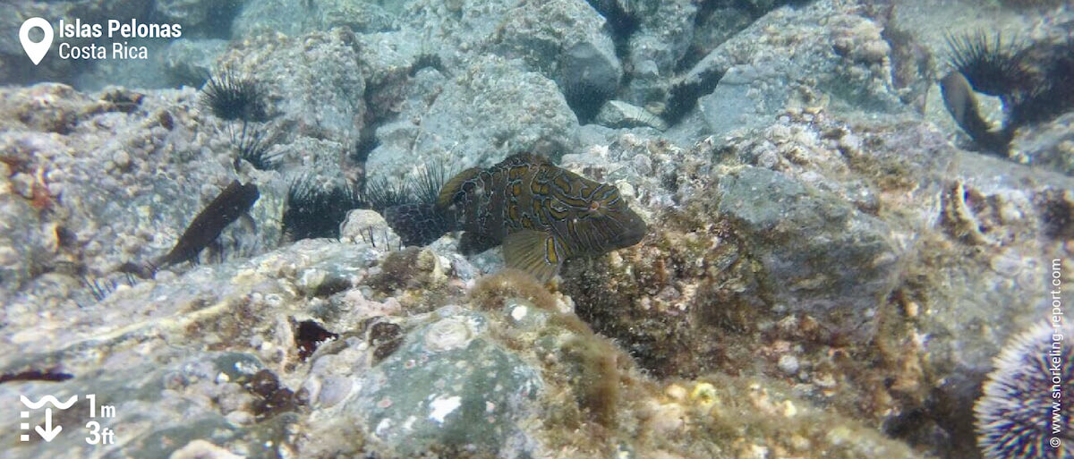 Giant hawkfish at Islas Pelonas