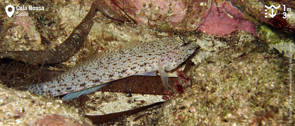 Gobie moucheté à Cala Rossa