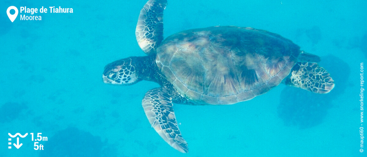 Green sea turtle in Tiahura Beach channel