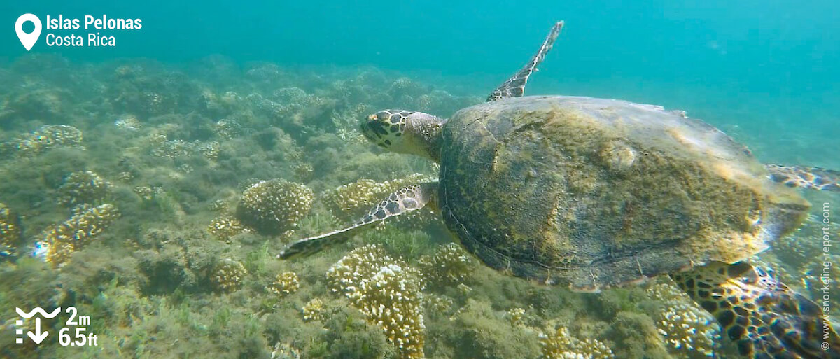 Hawksbill sea turtle at Islas Pelonas