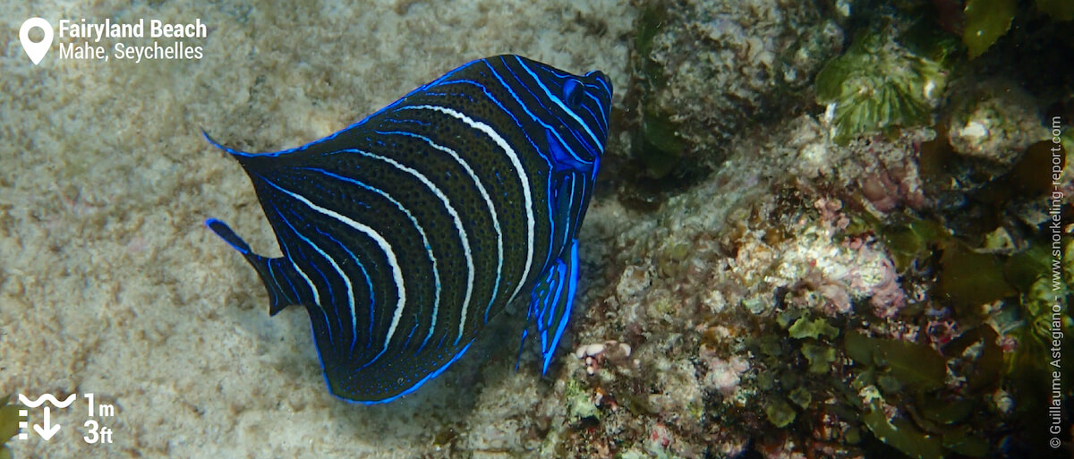 Juvenile semicircle angelfish at Fairyland Beach